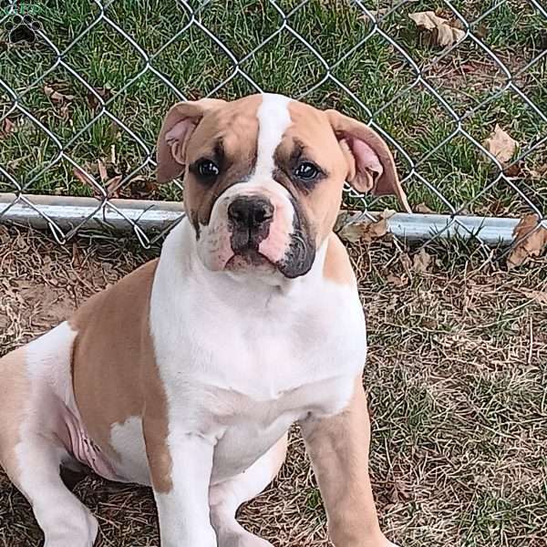 Abby, American Bulldog Puppy