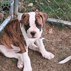 Muriel, American Bulldog Puppy