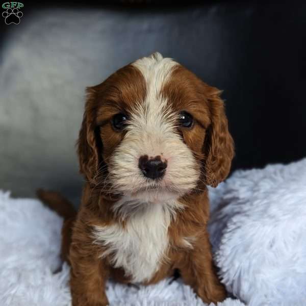 Amber, Cavapoo Puppy