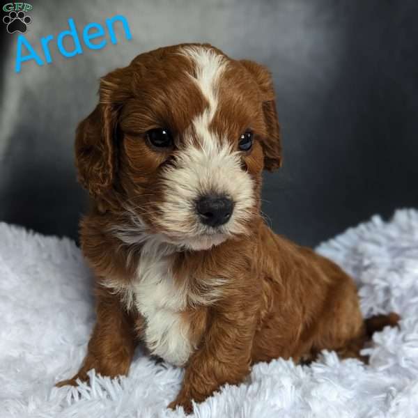 Arden, Cavapoo Puppy