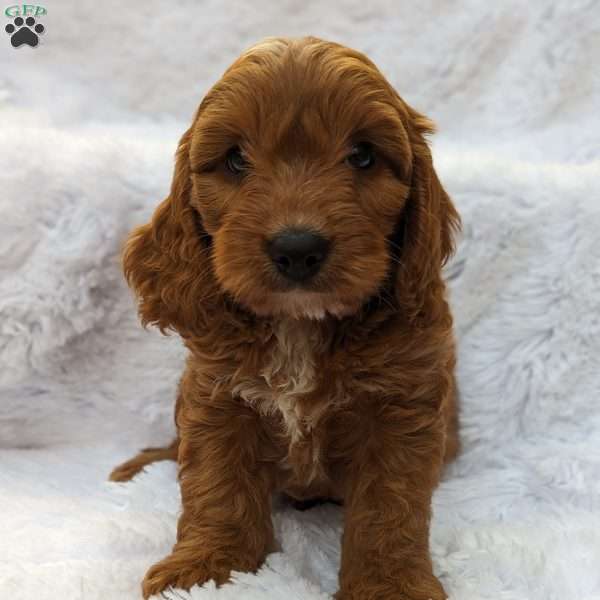 Axten, Cavapoo Puppy