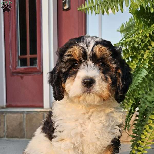 Lucky, Cavapoo Puppy