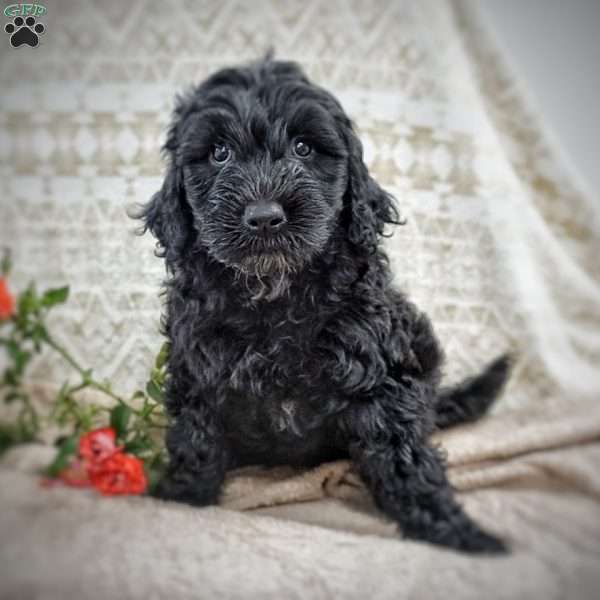 Gail, Portuguese Water Dog Puppy