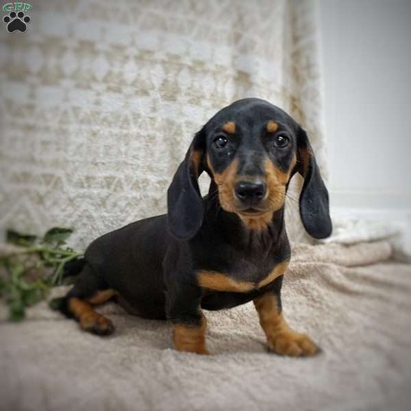 Brady, Dachshund Puppy