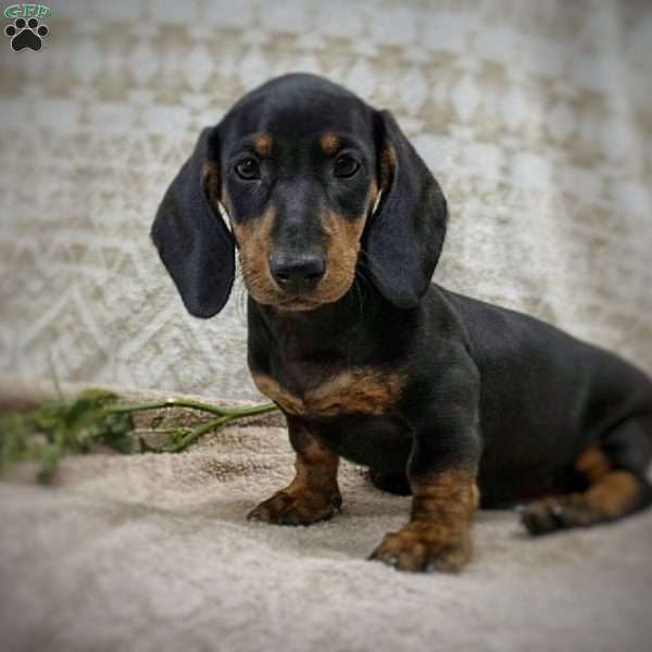 Benson, Dachshund Puppy