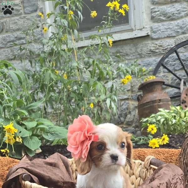 Phoebe, Cavalier King Charles Spaniel Puppy