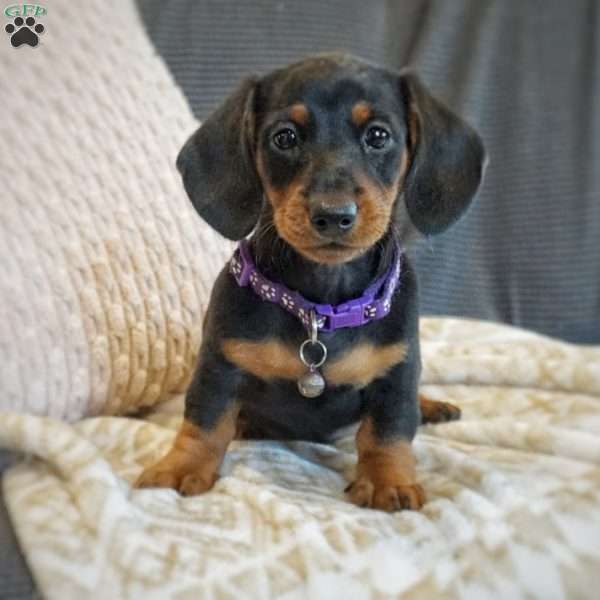 Perlie, Dachshund Puppy