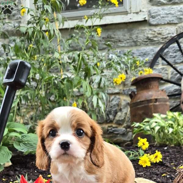 Frisky, Cavalier King Charles Spaniel Puppy