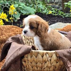 Frisky, Cavalier King Charles Spaniel Puppy