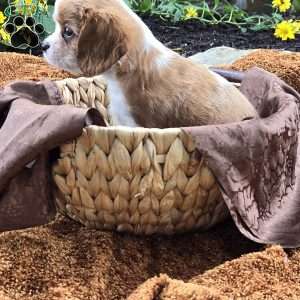 Frisky, Cavalier King Charles Spaniel Puppy