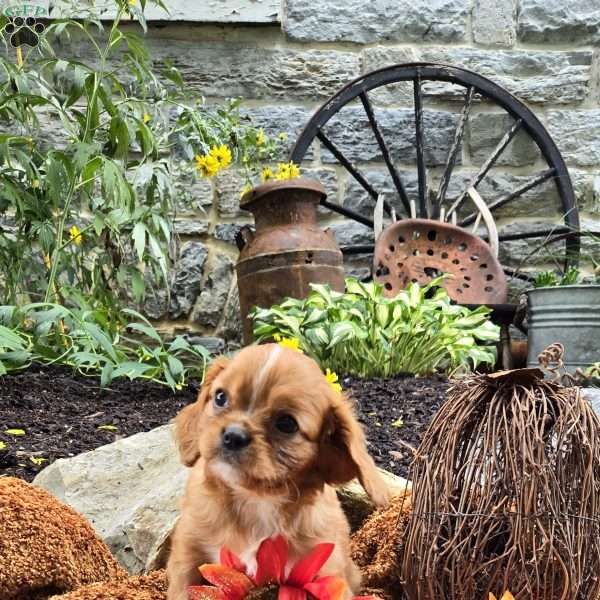 Franky, Cavalier King Charles Spaniel Puppy