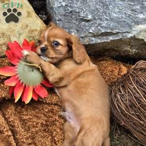 Franky, Cavalier King Charles Spaniel Puppy