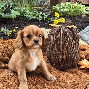 Franky, Cavalier King Charles Spaniel Puppy