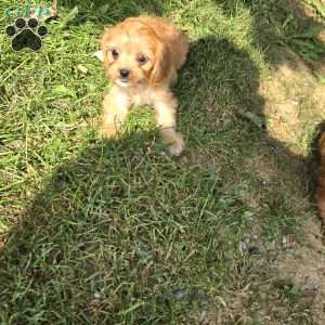 Harper, Cavapoo Puppy