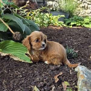 Harper, Cavapoo Puppy