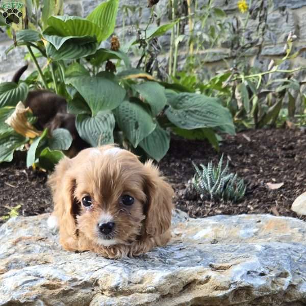 Harper, Cavapoo Puppy