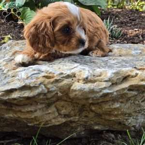 Asher, Cavapoo Puppy