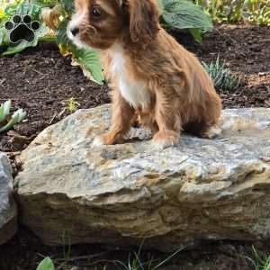 Asher, Cavapoo Puppy