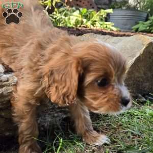 Asher, Cavapoo Puppy