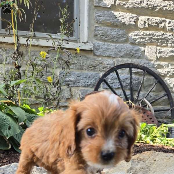 Asher, Cavapoo Puppy