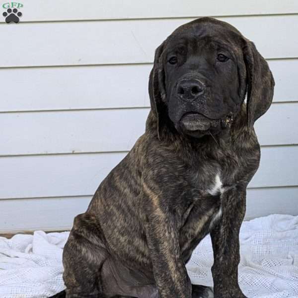 Link, English Mastiff Puppy