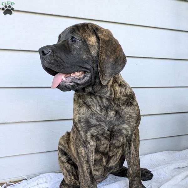 Dixie, English Mastiff Puppy