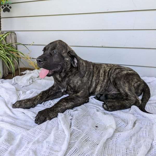 Sparky, English Mastiff Puppy