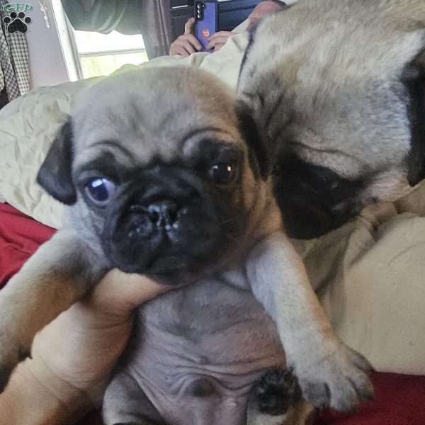 Lil Jeff, Pug Puppy