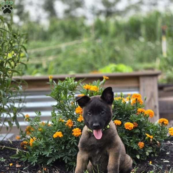 Nova, Belgian Malinois Puppy