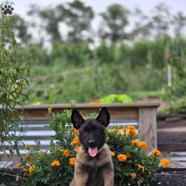 Nikita, Belgian Malinois Puppy