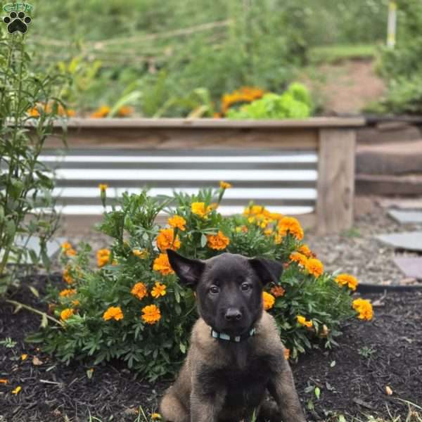 Kaz, Belgian Malinois Puppy