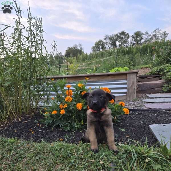 Dakota, Belgian Malinois Puppy