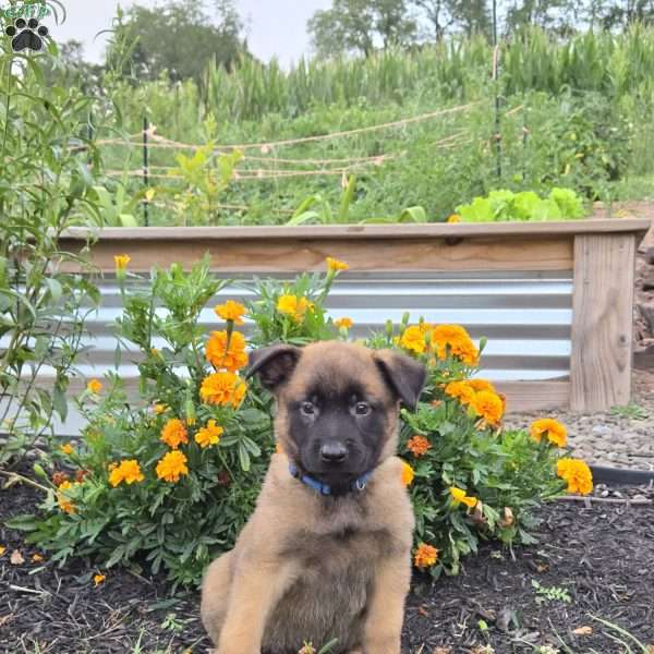 Arlo, Belgian Malinois Puppy