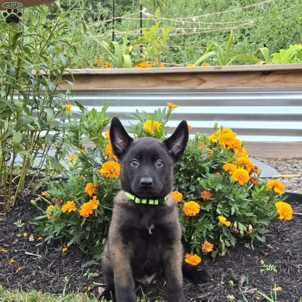 Bear, Belgian Malinois Puppy