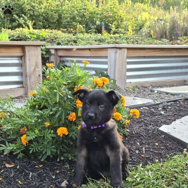 Raya, Belgian Malinois Puppy