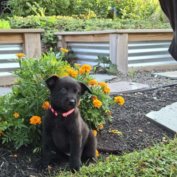 Raven, Belgian Malinois Puppy