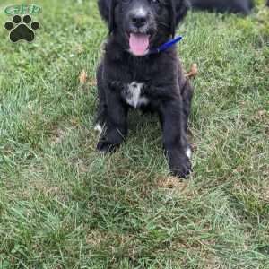 Captain, Bernese Golden Mountain Dog Puppy