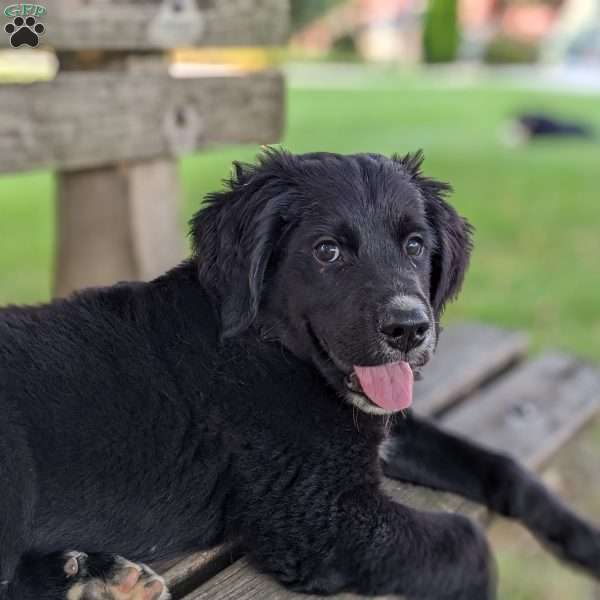 Captain, Bernese Golden Mountain Dog Puppy