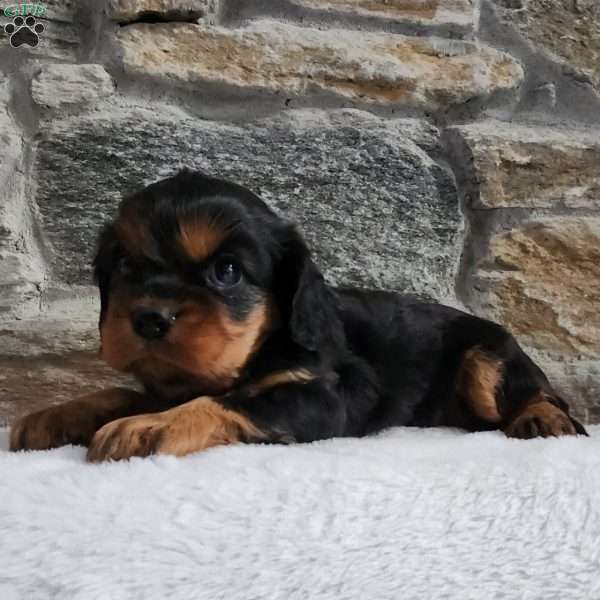 Cavalier, Cavalier King Charles Spaniel Puppy