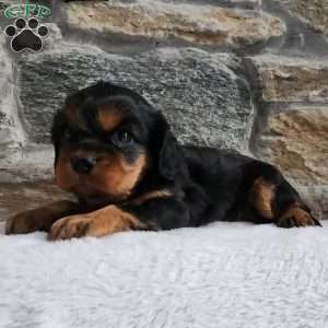 Cavalier, Cavalier King Charles Spaniel Puppy