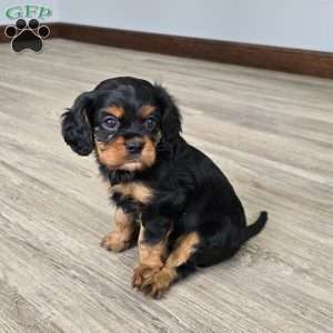 Cavalier, Cavalier King Charles Spaniel Puppy