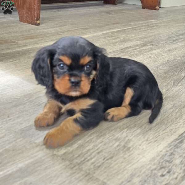 Cavalier, Cavalier King Charles Spaniel Puppy