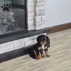 Cavalier, Cavalier King Charles Spaniel Puppy