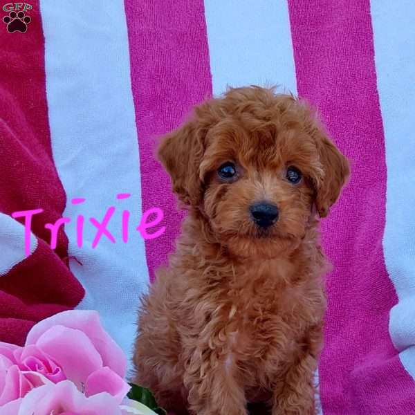 Trixie, Cavapoo Puppy