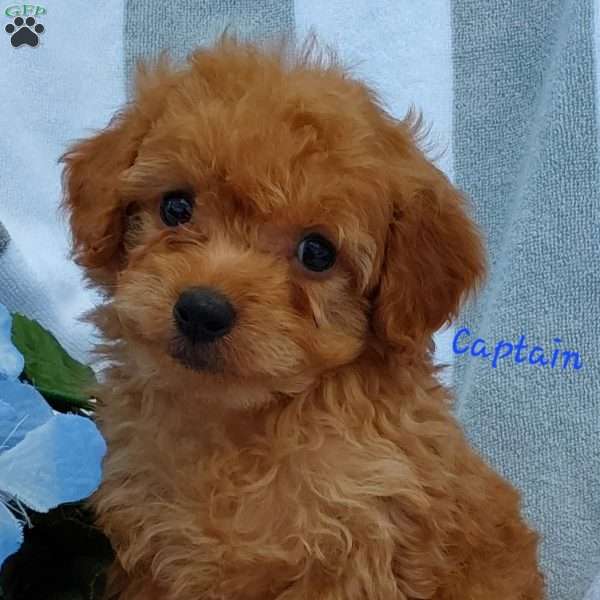 Captain, Cavapoo Puppy