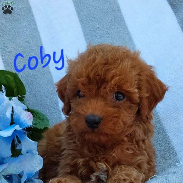 Coby, Cavapoo Puppy