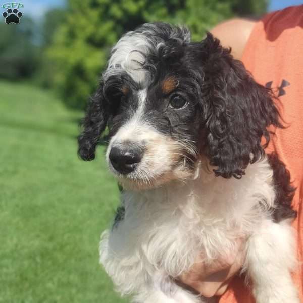 Brooklyn, Mini Bernedoodle Puppy