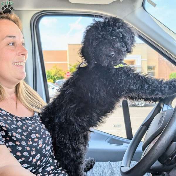 Cody, Mini Bernedoodle Puppy