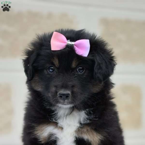 Macy, Miniature Australian Shepherd Puppy