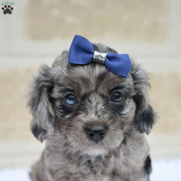 Tucker, Cavapoo Puppy